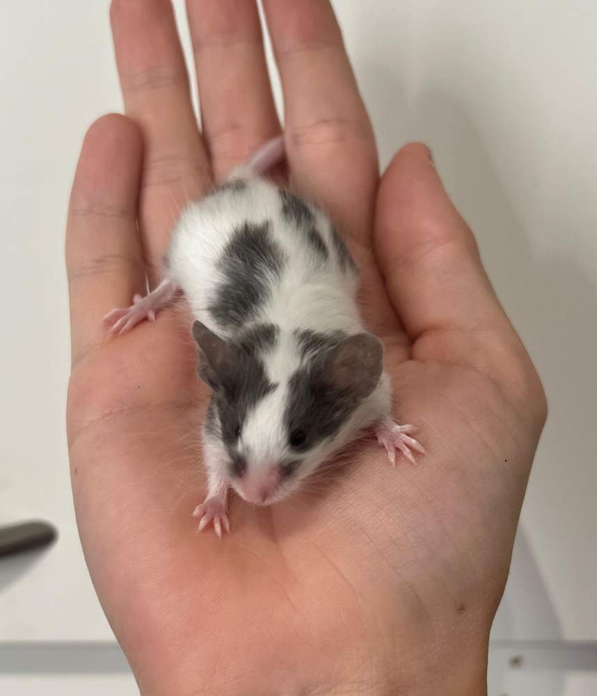 Fancy mouse Breeder Mus musculus 