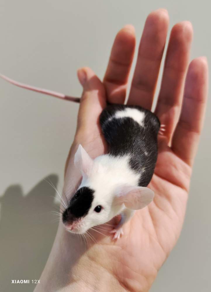 Fancy mouse Pet only Mus musculus 