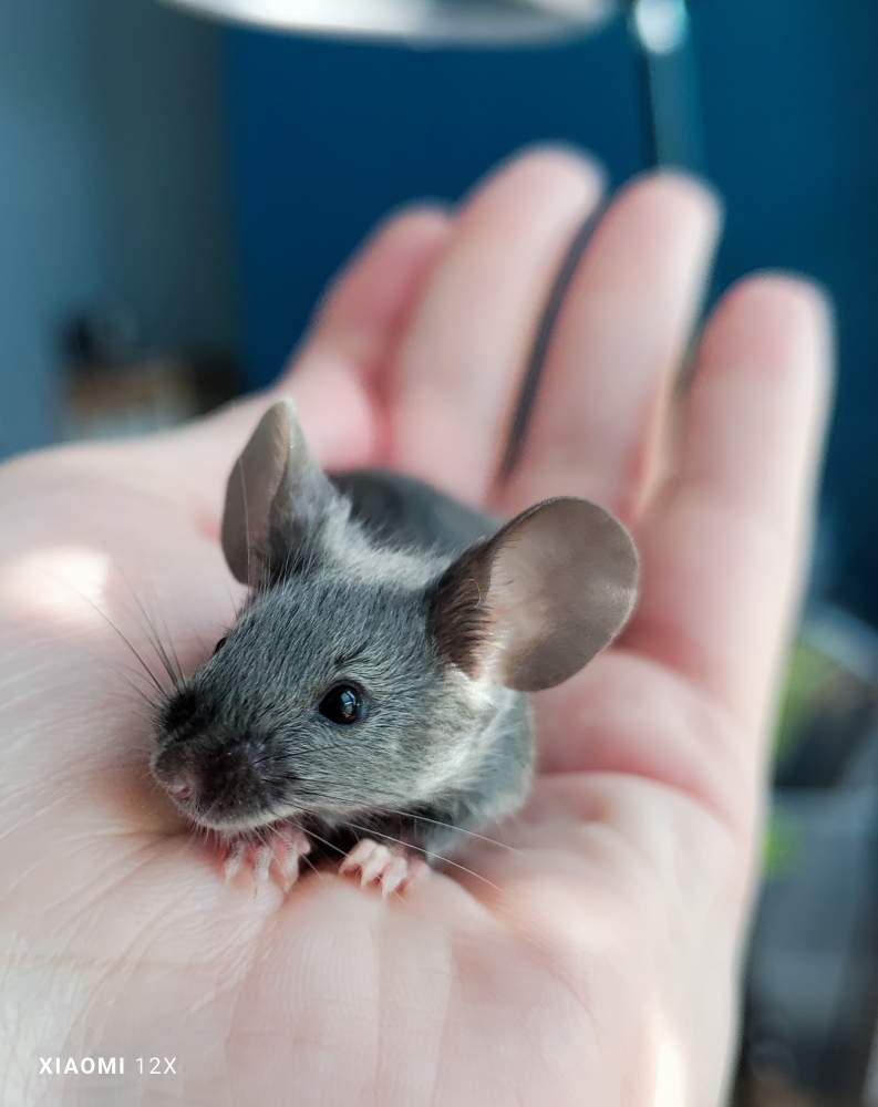 Fancy mouse Rehomed Mus musculus 