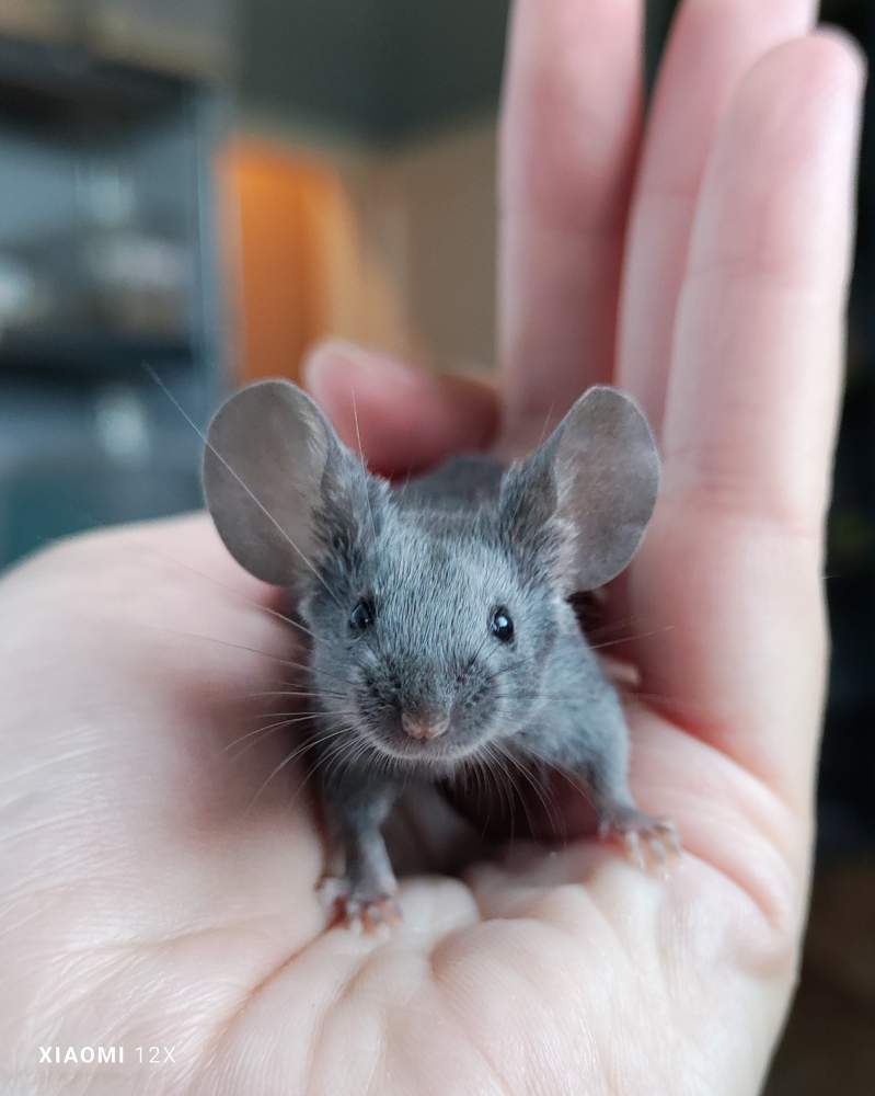 Fancy mouse Pet only Mus musculus 