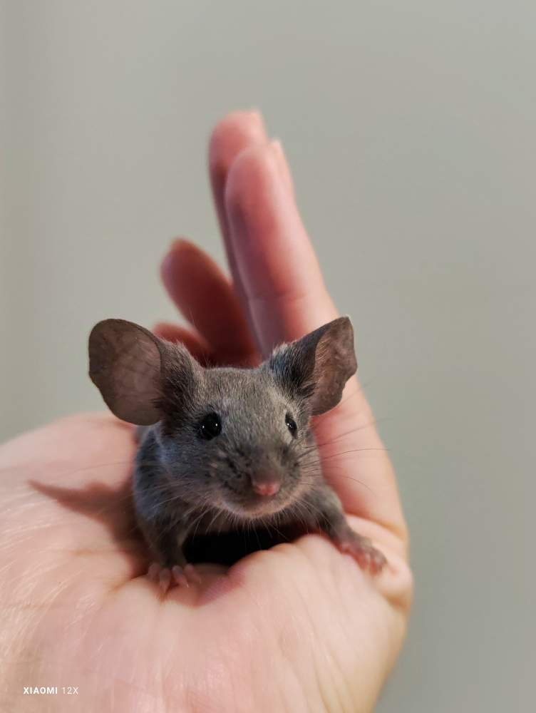 Fancy mouse Breeder Mus musculus 