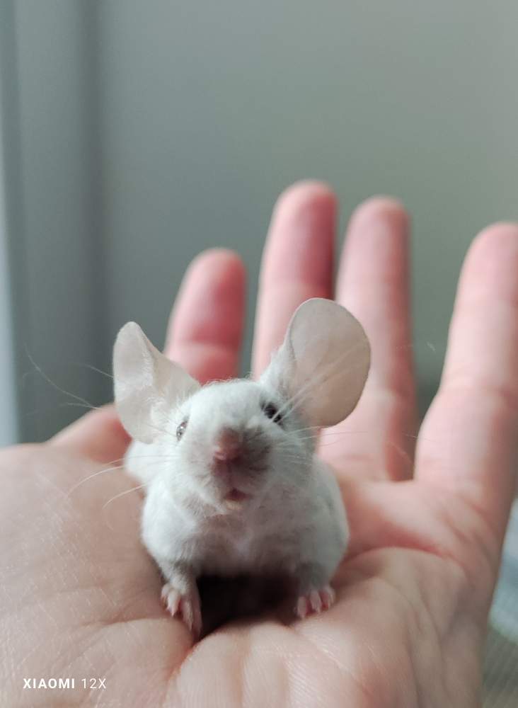 Fancy mouse Rehomed Mus musculus 