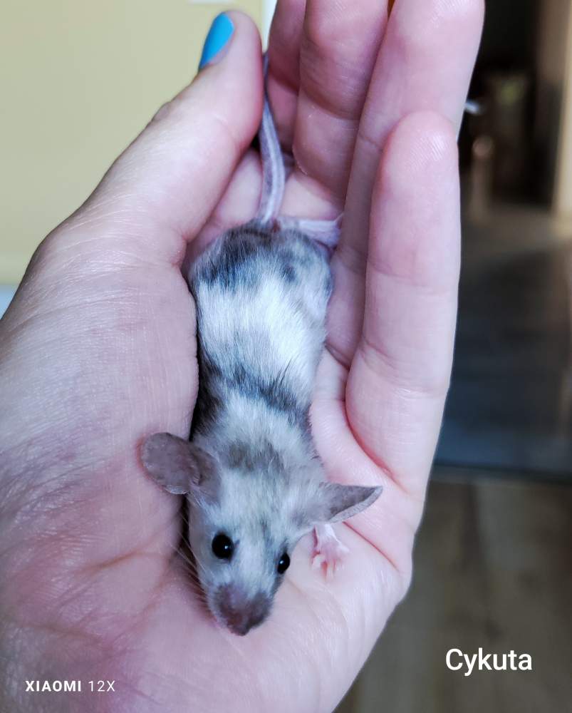 Fancy mouse Pet only Mus musculus 