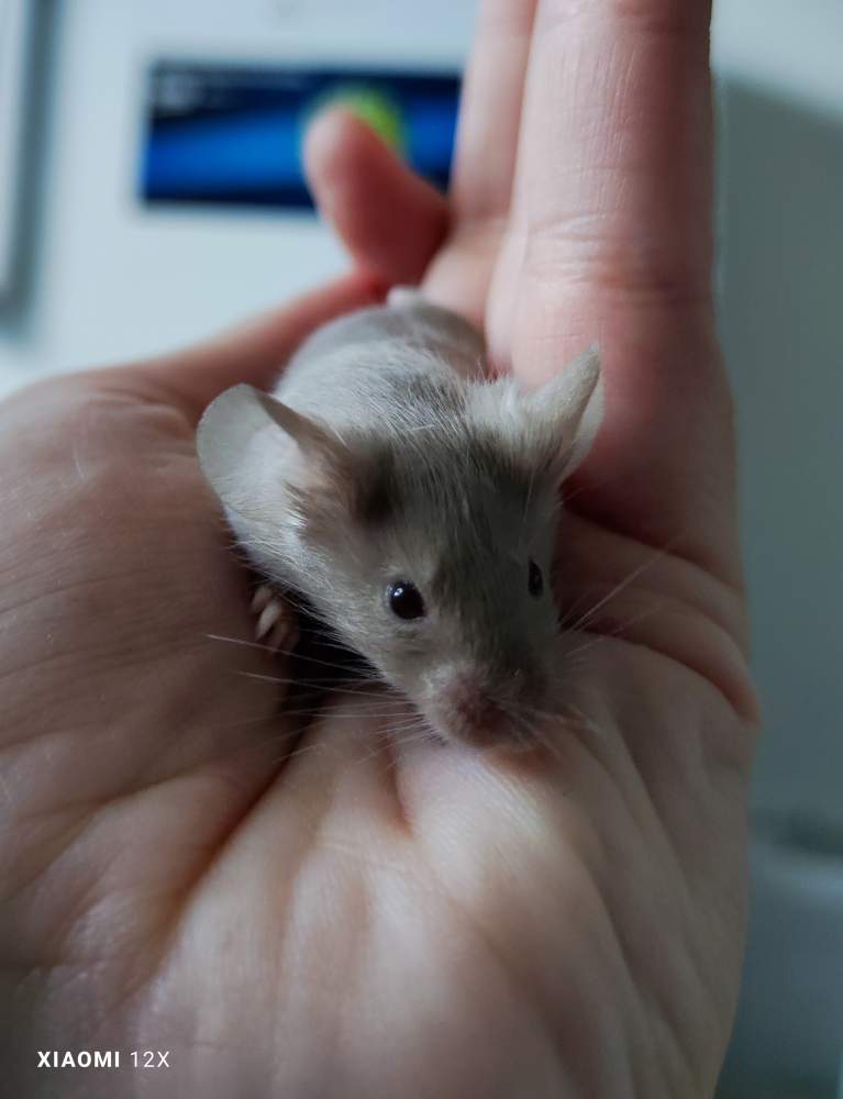 Fancy mouse Breeder Mus musculus 