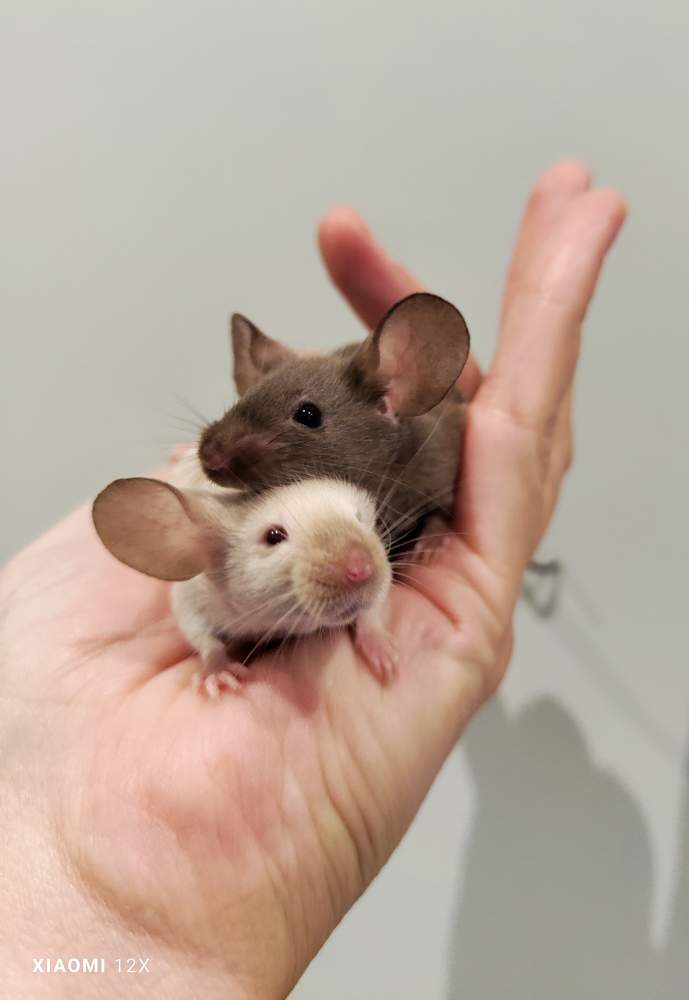 Fancy mouse Rehomed Mus musculus 