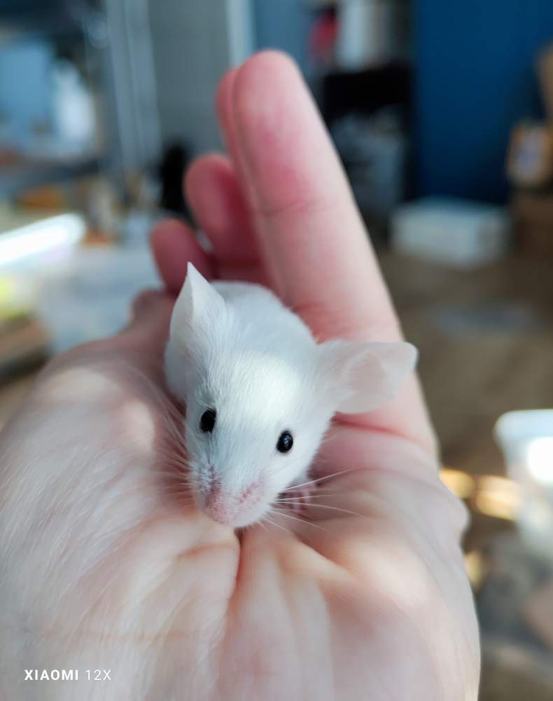 Fancy mouse Rehomed Mus musculus 