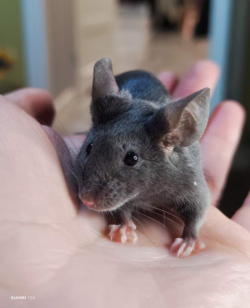 Fancy mouse Breeder Mus musculus 