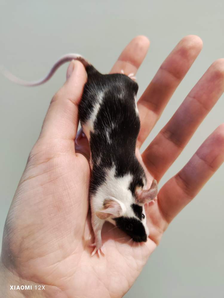 Fancy mouse Pet only Mus musculus 