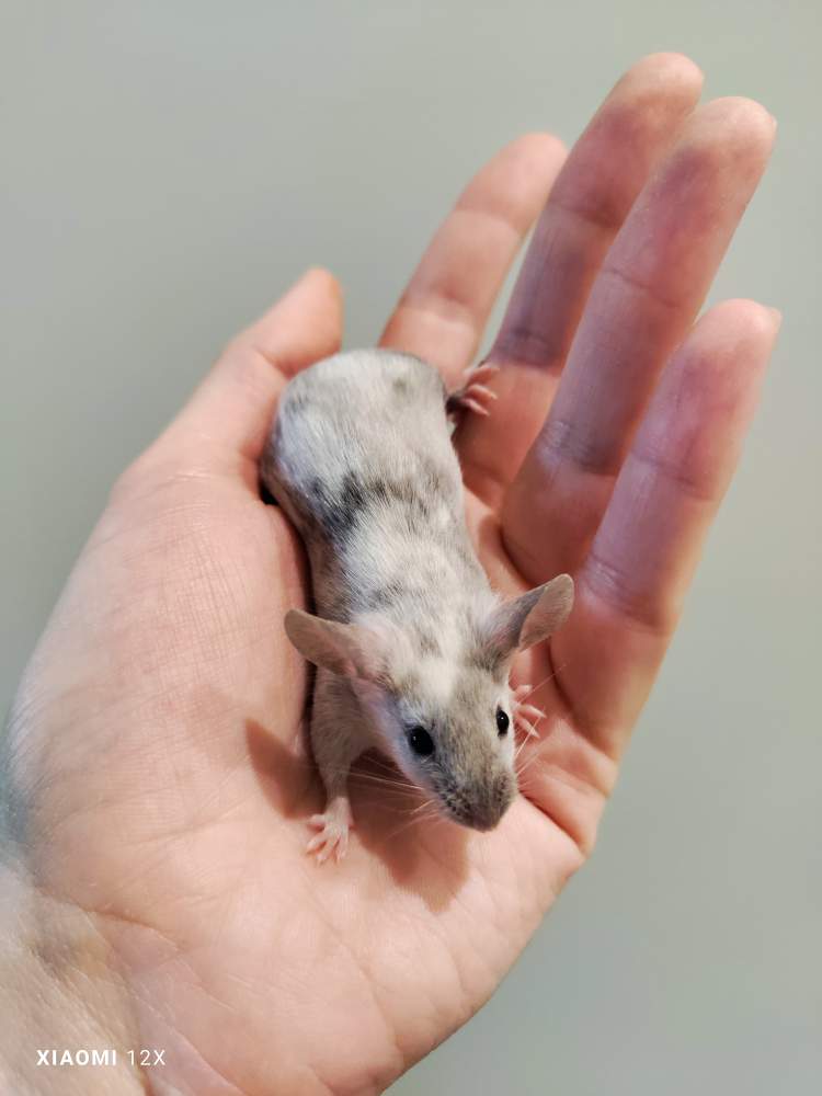 Fancy mouse Pet only Mus musculus 