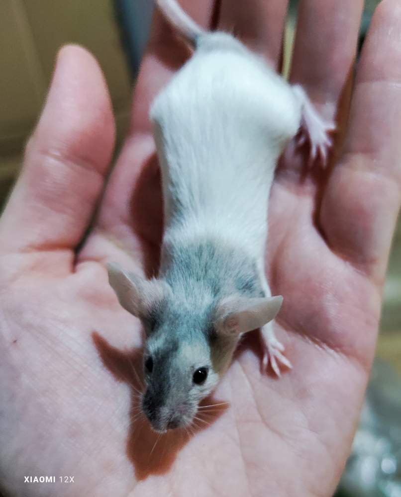 Fancy mouse Pet only Mus musculus 