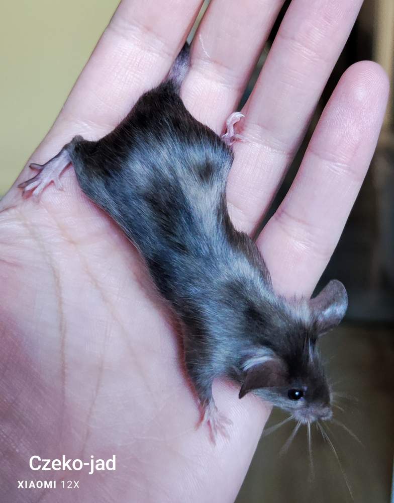 Fancy mouse Pet only Mus musculus 