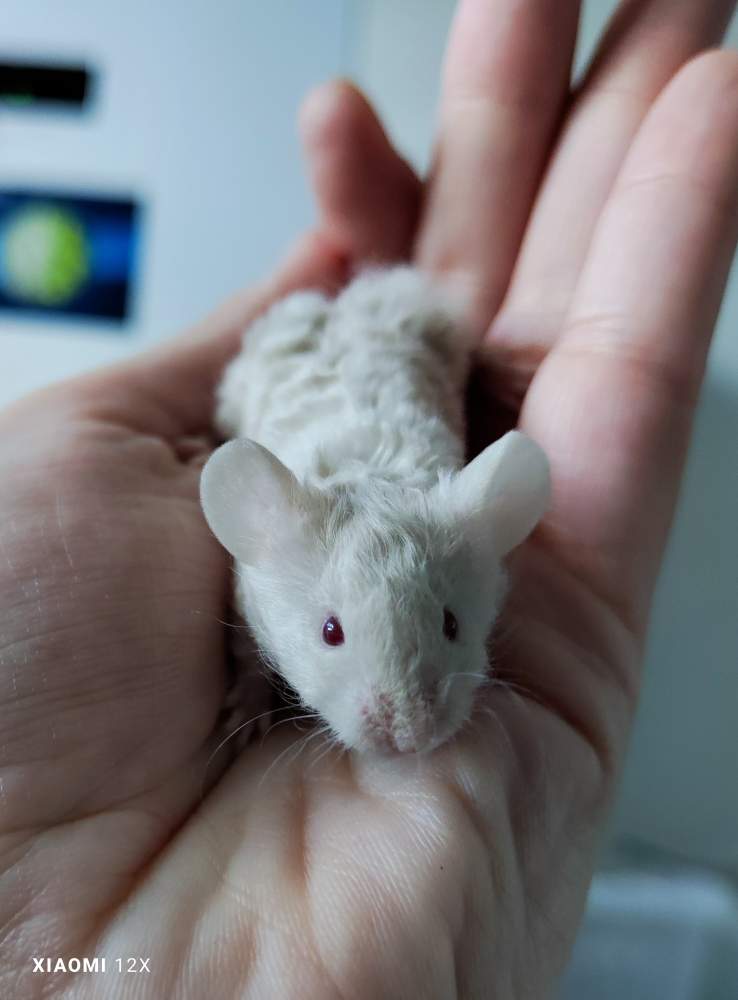 Fancy mouse Rehomed Mus musculus 