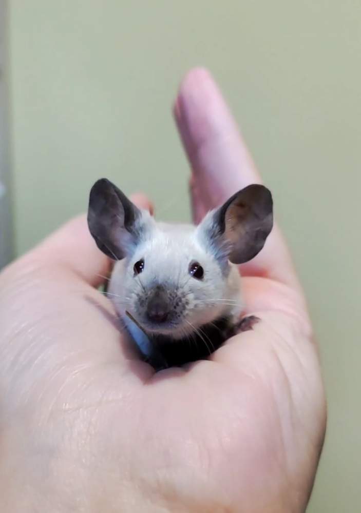 Fancy mouse Breeder Mus musculus 