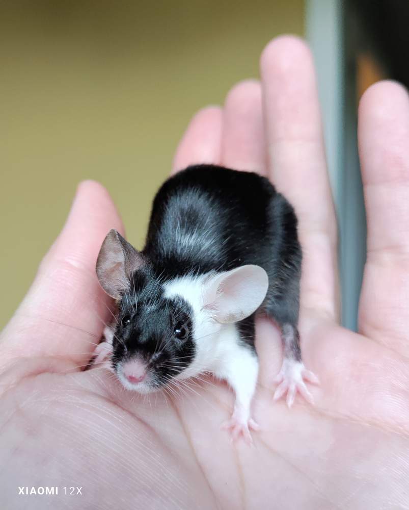 Fancy mouse Breeder Mus musculus 