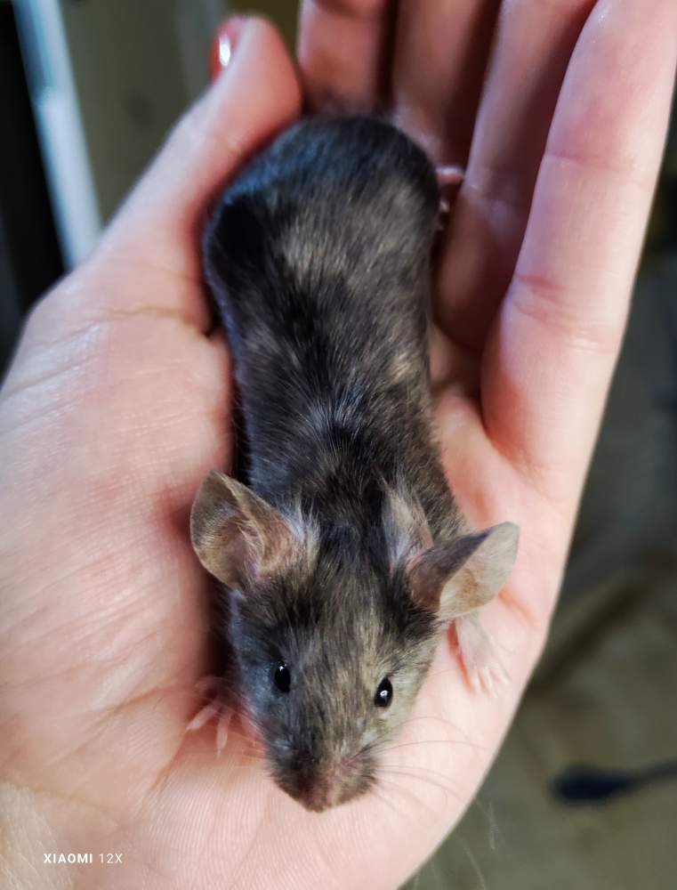 Fancy mouse Pet only Mus musculus 