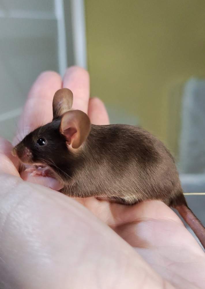 Fancy mouse Pet only Mus musculus 