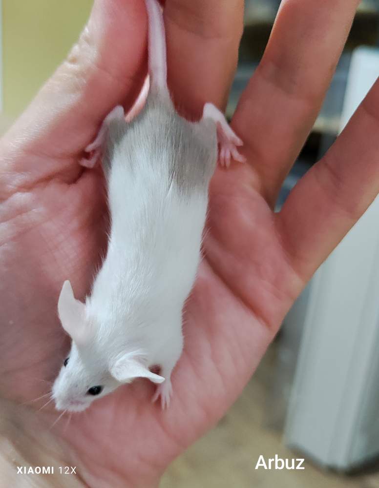 Fancy mouse Pet only Mus musculus 