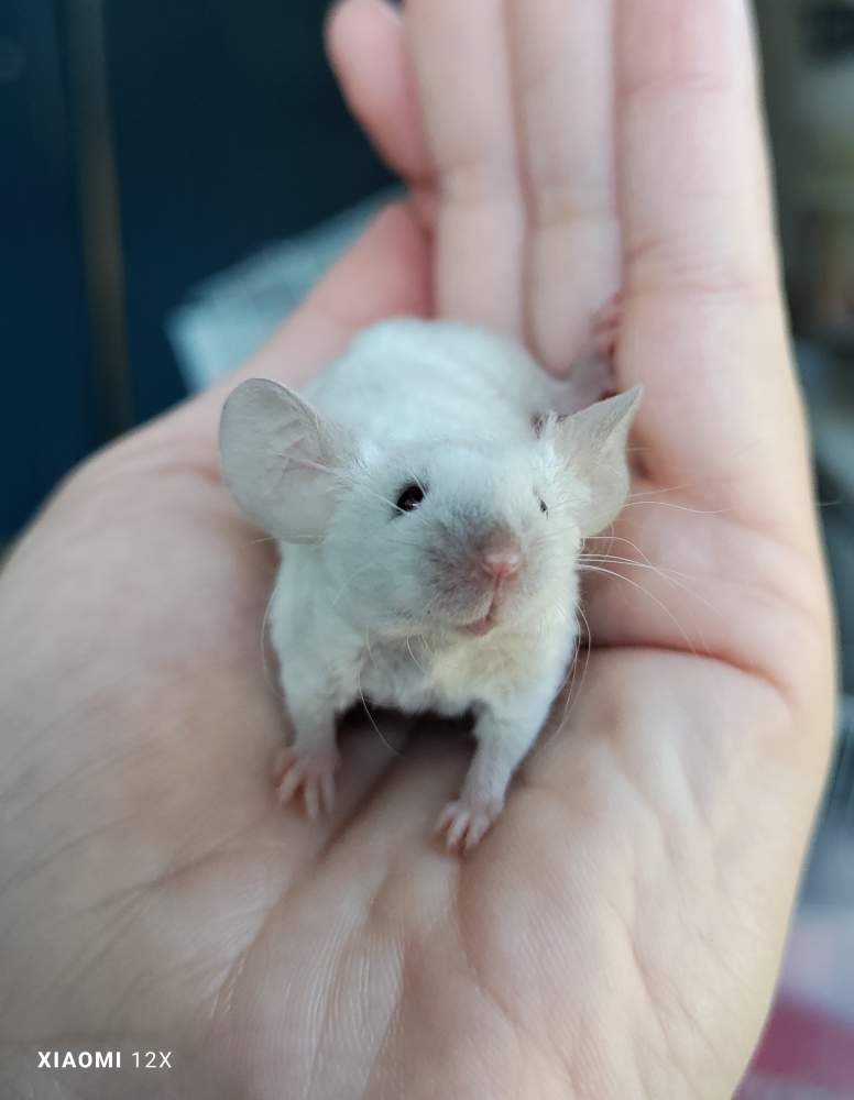 Fancy mouse Rehomed Mus musculus 