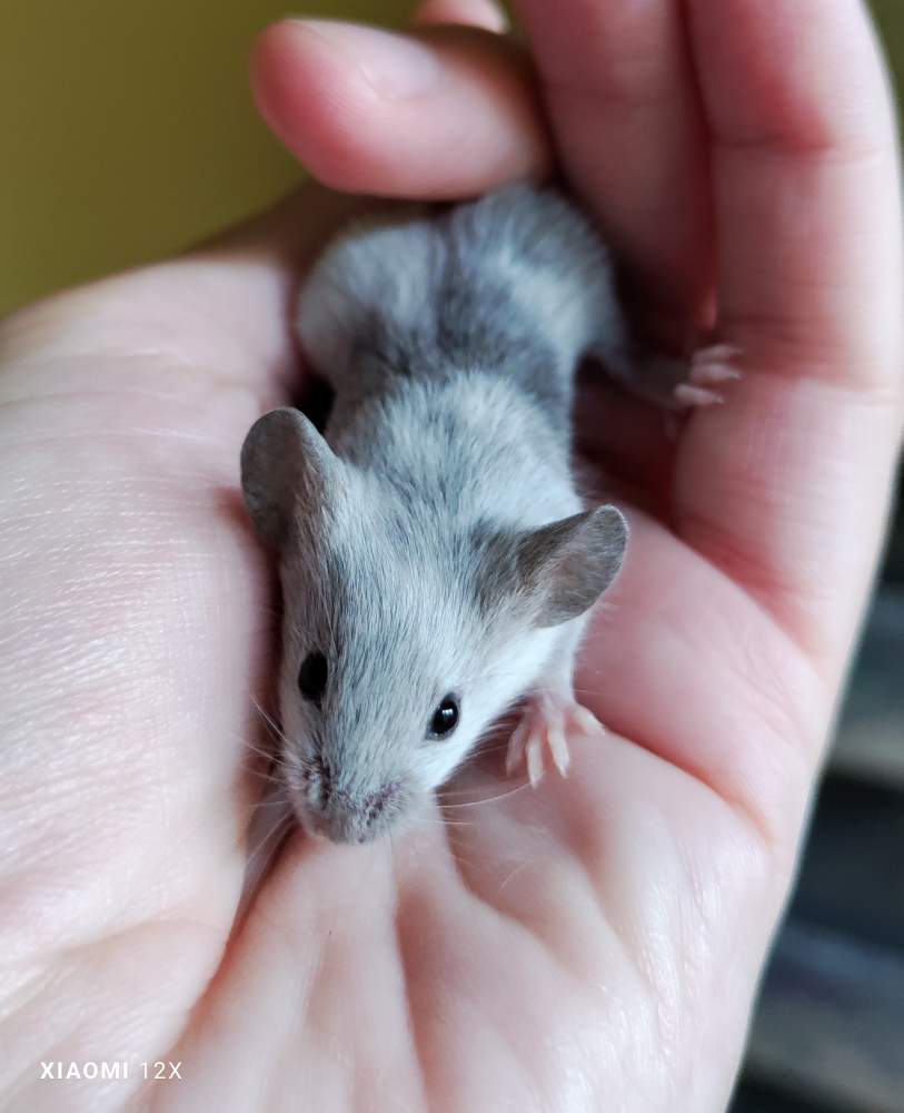 Fancy mouse Breeder Mus musculus 