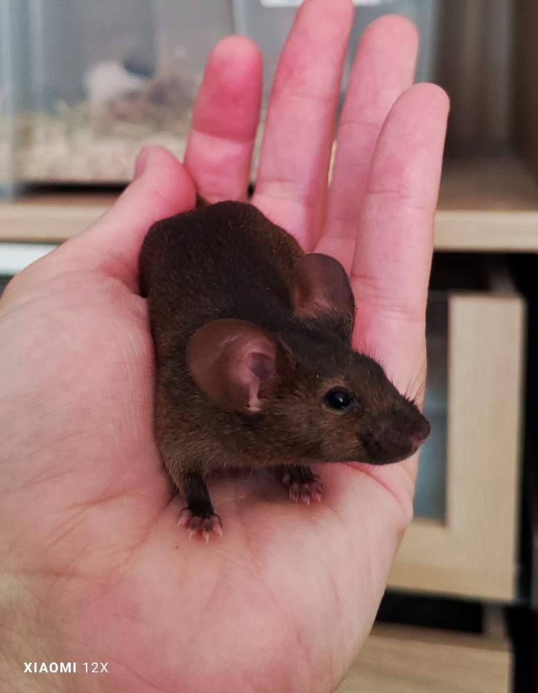 Fancy mouse Breeder Mus musculus 