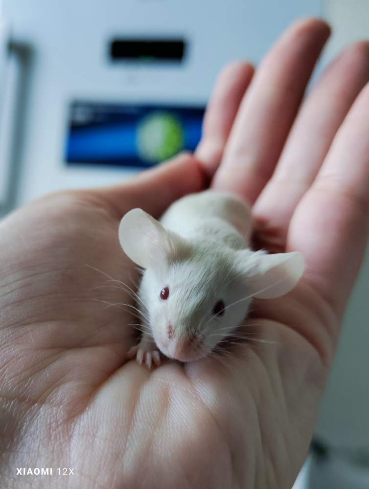 Fancy mouse Breeder Mus musculus 