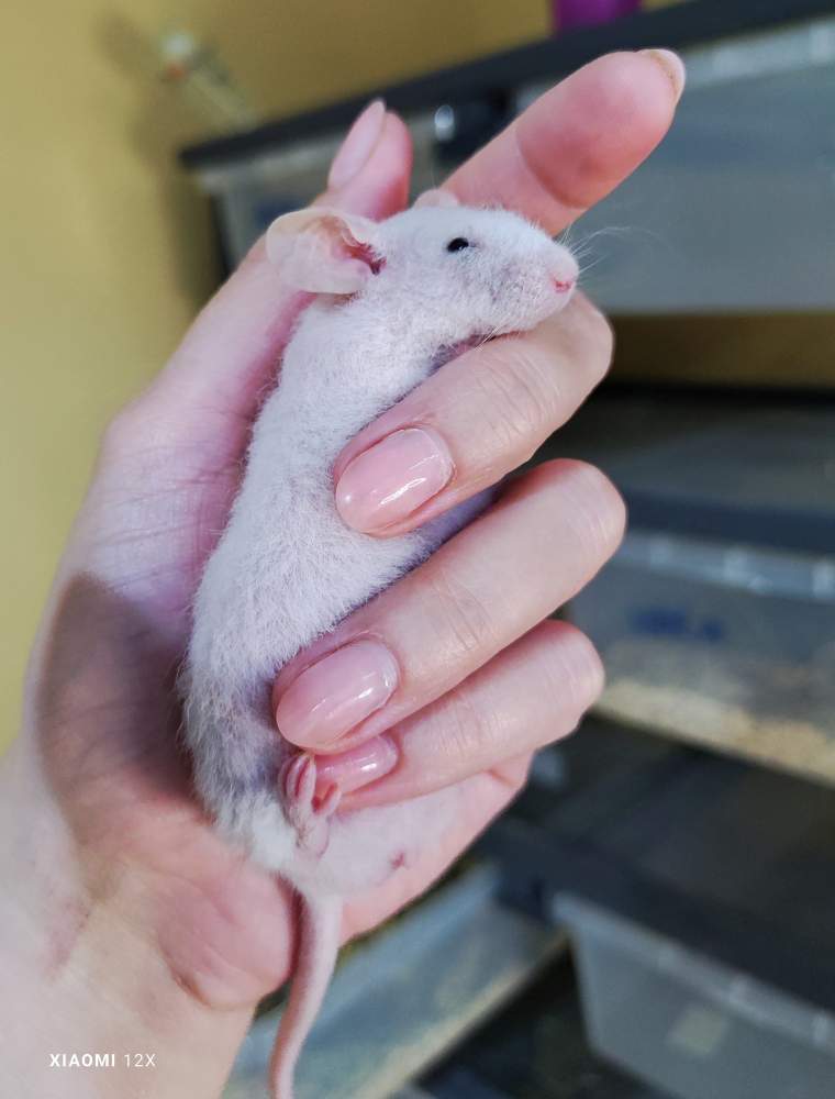 Fancy mouse Breeder Mus musculus 