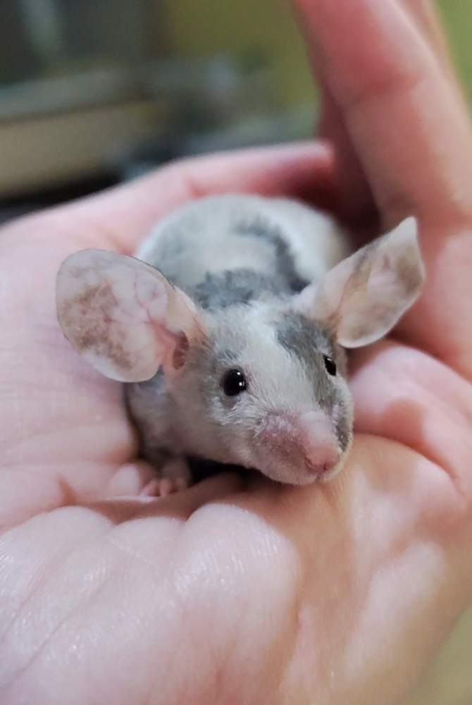 Fancy mouse Rehomed Mus musculus 