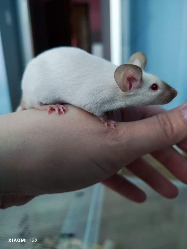 Fancy mouse Rehomed Mus musculus 