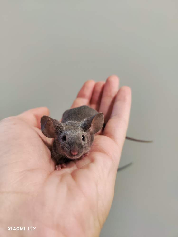 Fancy mouse Breeder Mus musculus 