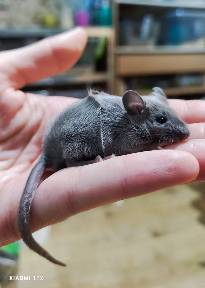 Fancy mouse Pet only Mus musculus 