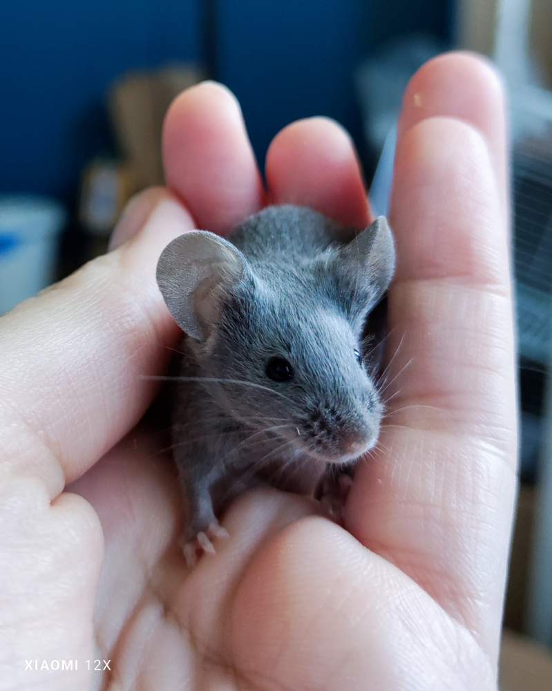 Fancy mouse Rehomed Mus musculus 