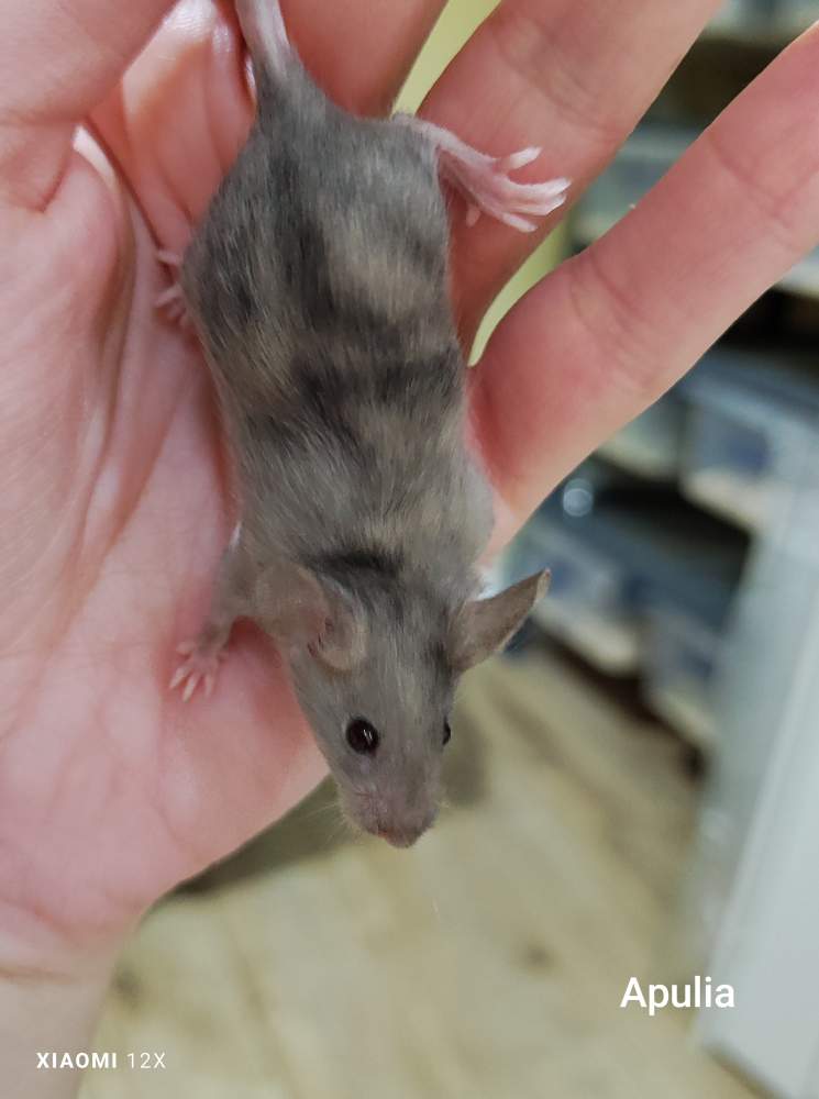 Fancy mouse Pet only Mus musculus 