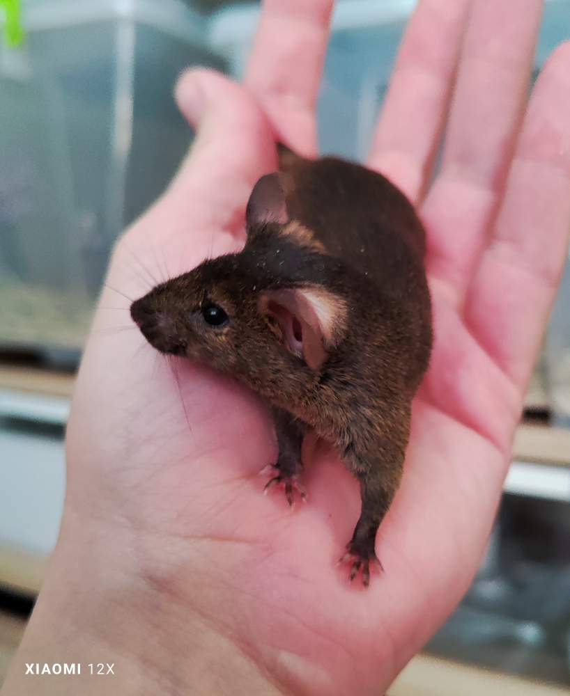 Fancy mouse Rehomed Mus musculus 