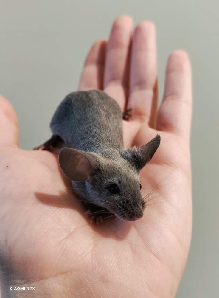 Fancy mouse Pet only Mus musculus 