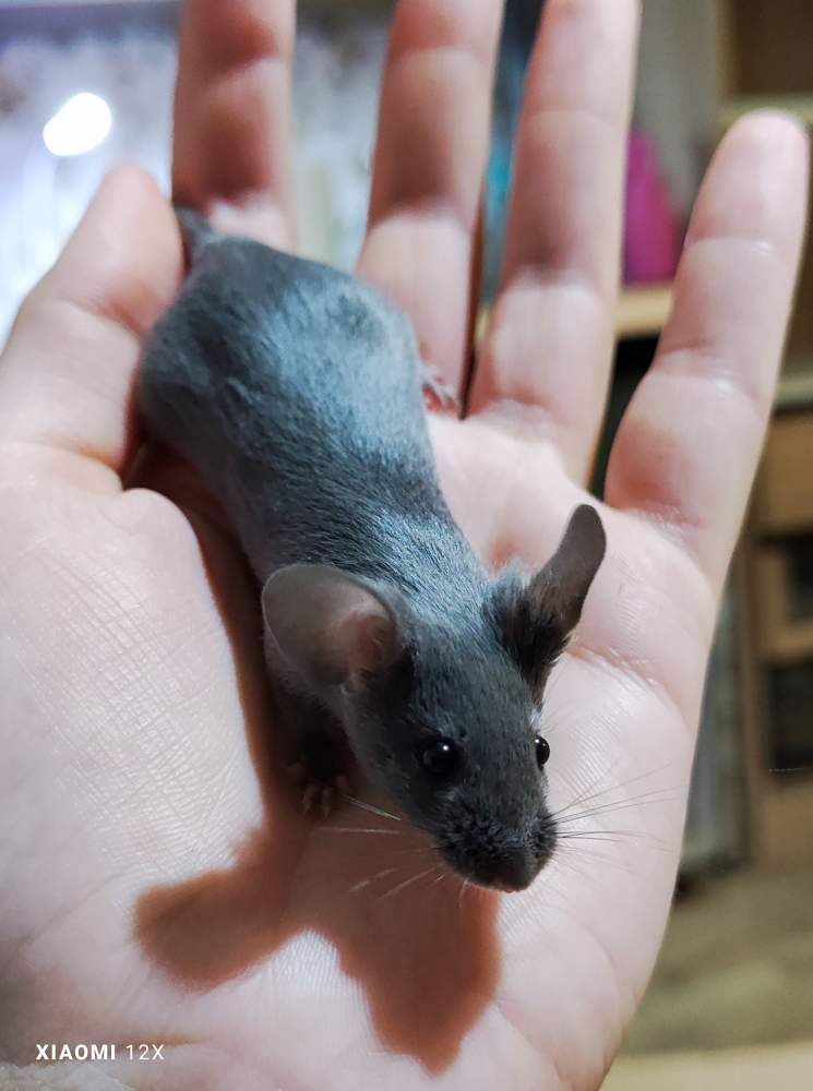 Fancy mouse Pet only Mus musculus 