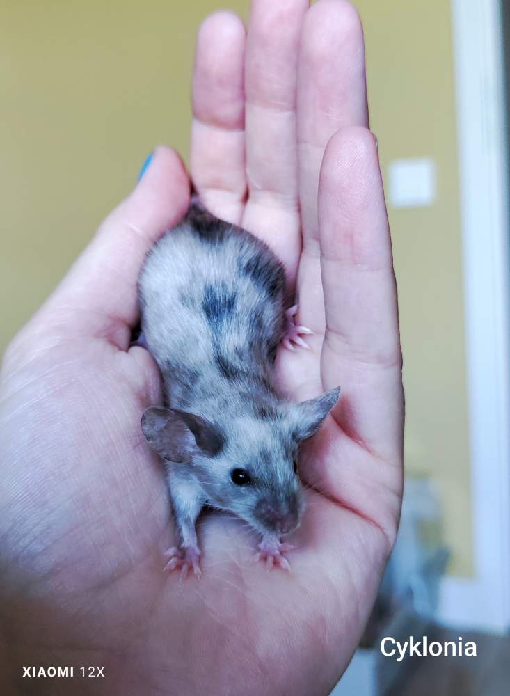 Fancy mouse Pet only Mus musculus 