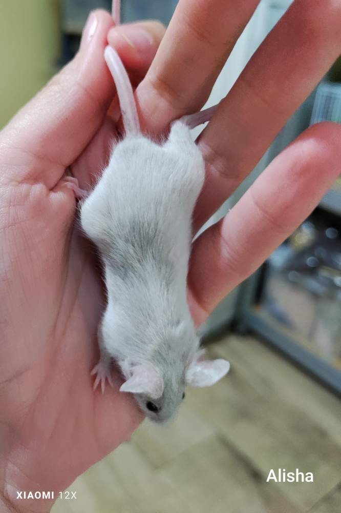 Fancy mouse Pet only Mus musculus 