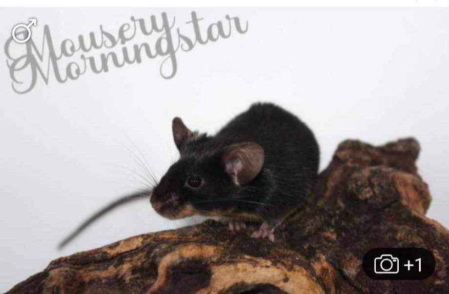 Fancy mouse Found Mus musculus 