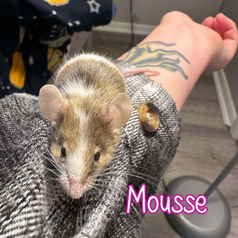 Fancy mouse Breeder Mus musculus 