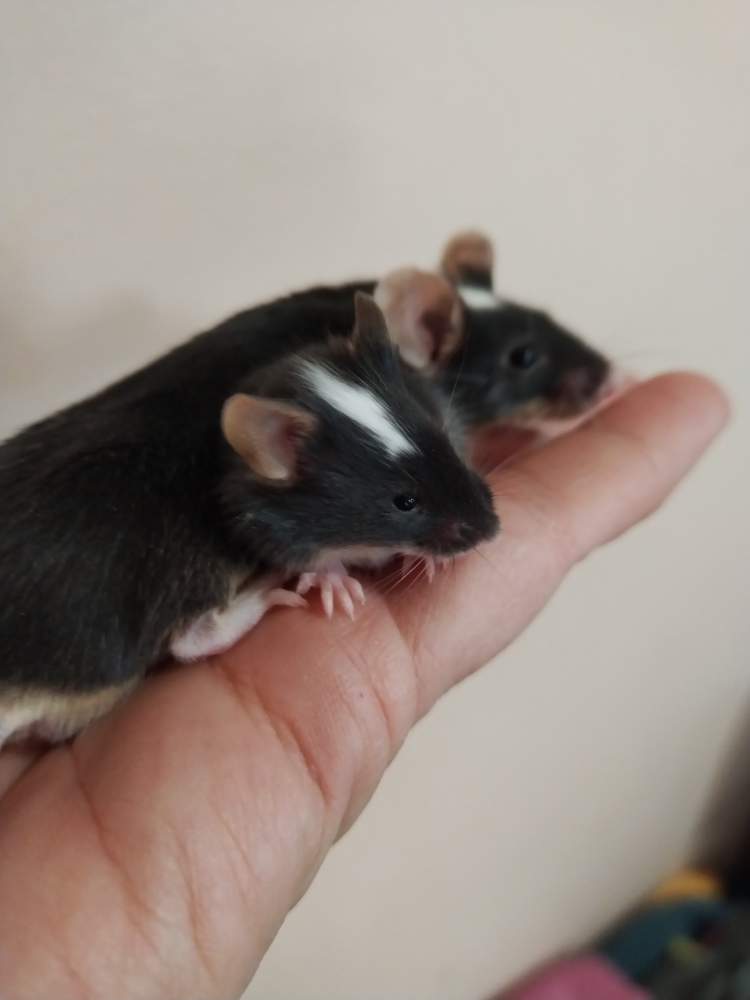 Fancy mouse Pet only Mus musculus Hungary, Miskolc