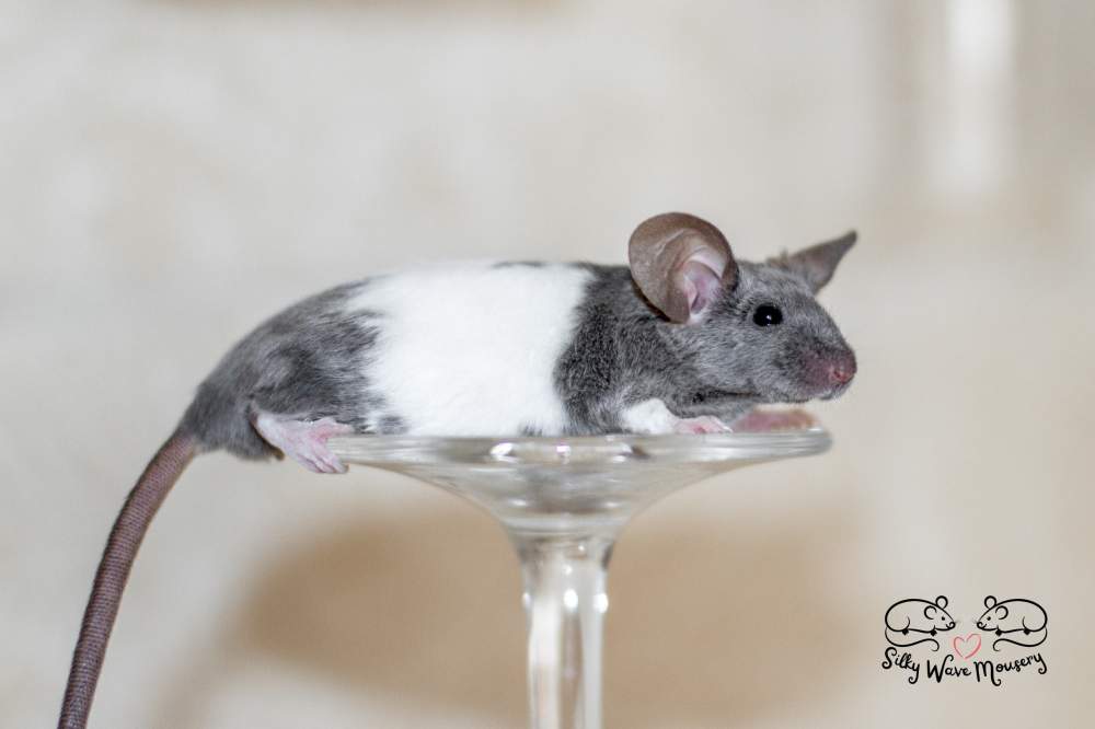 Fancy mouse Pet only Mus musculus 