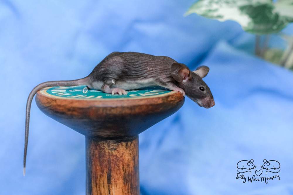 Fancy mouse Rehomed Mus musculus 