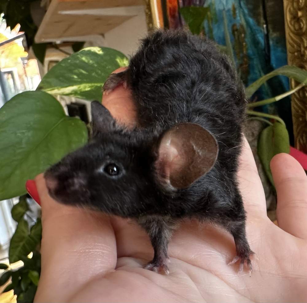 Fancy mouse Pet only Mus musculus 