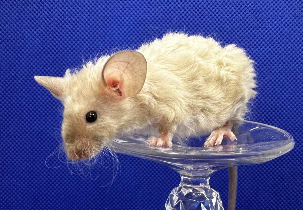 Fancy mouse Pet only Mus musculus 