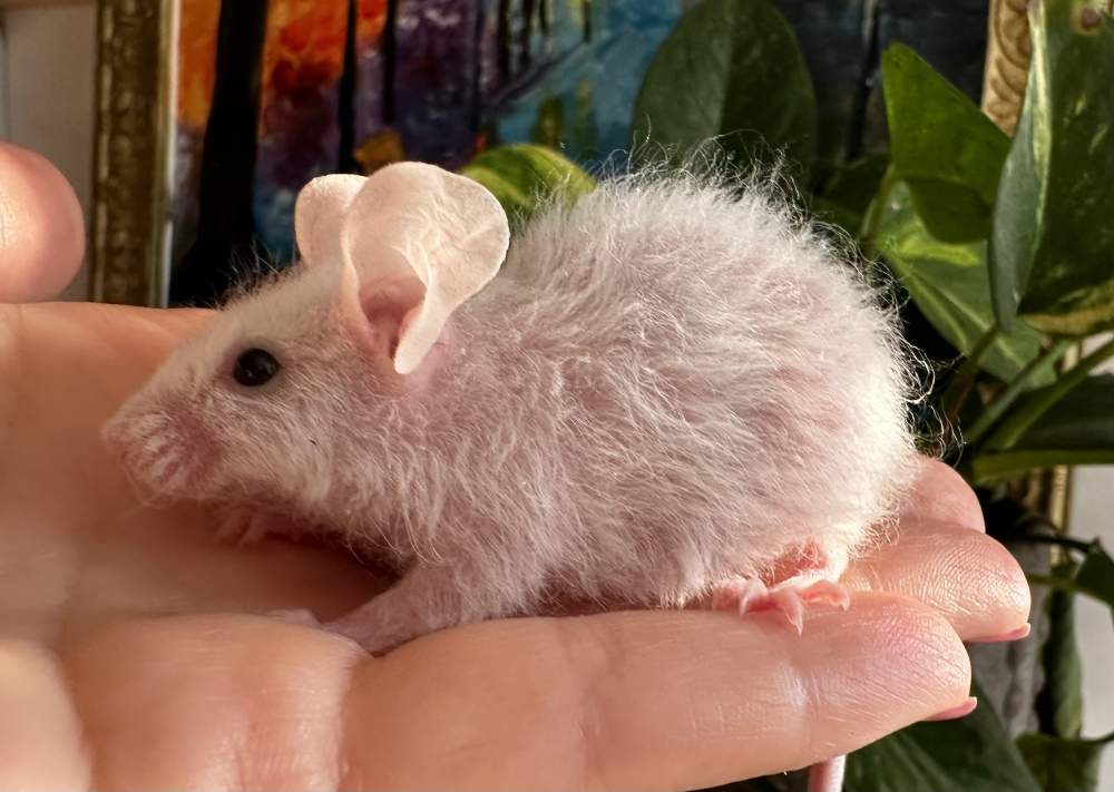 Fancy mouse Pet only Mus musculus 