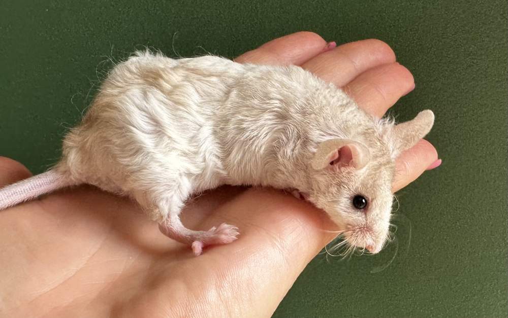 Fancy mouse Pet only Mus musculus 