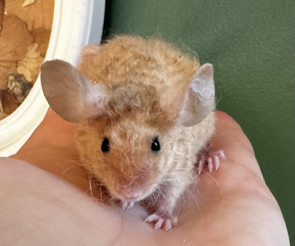 Fancy mouse Pet only Mus musculus 