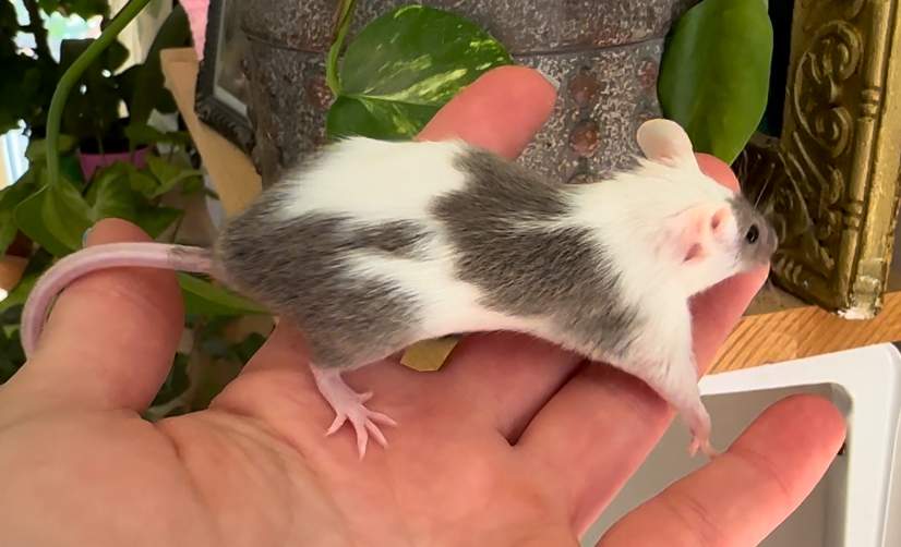 Fancy mouse Pet only Mus musculus 