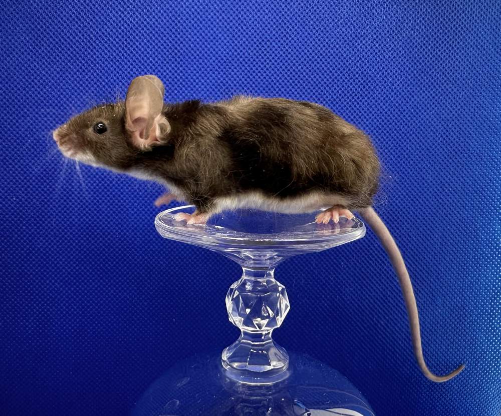 Fancy mouse Pet only Mus musculus 