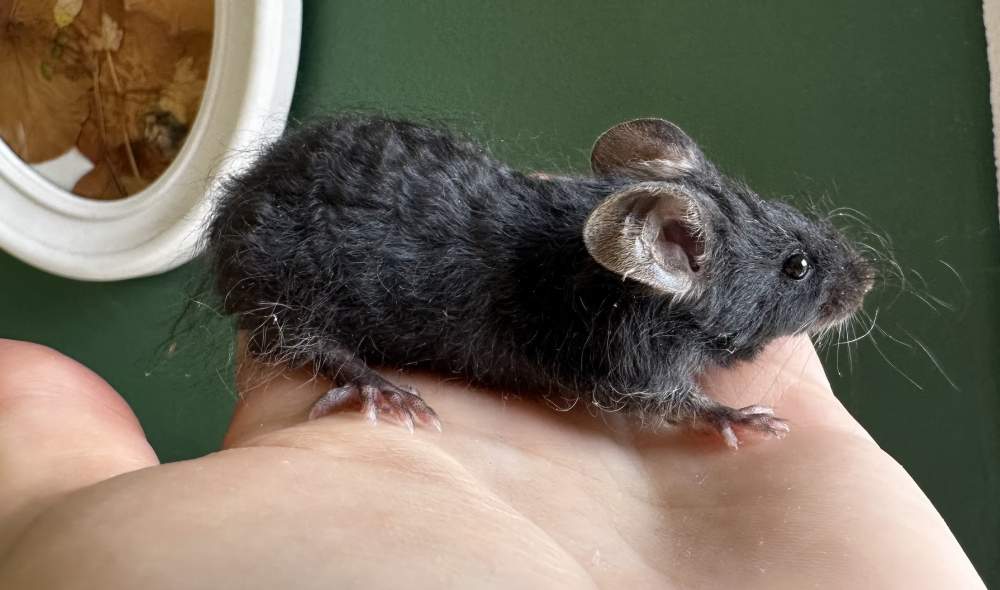 Fancy mouse Pet only Mus musculus 